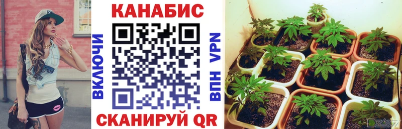 Шишки марихуана VHQ  Волхов 
